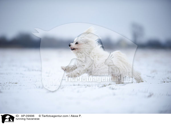 running havanese / AP-09996