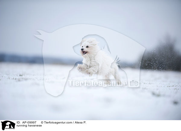 running havanese / AP-09997