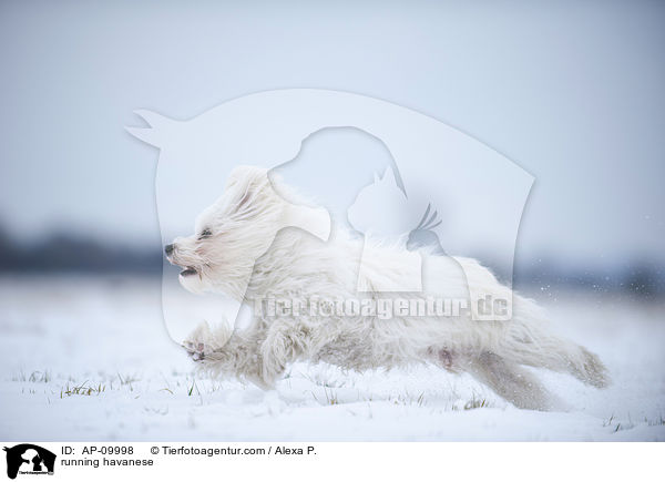 running havanese / AP-09998