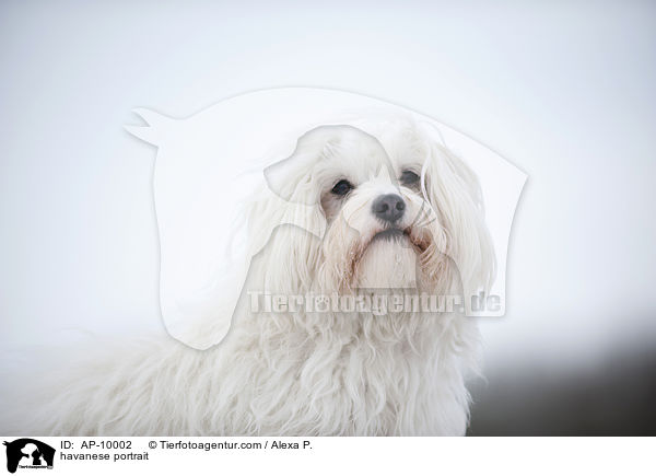 havanese portrait / AP-10002