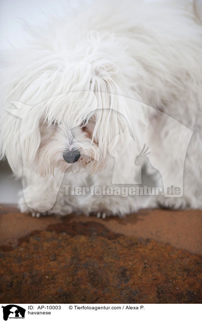 havanese / AP-10003