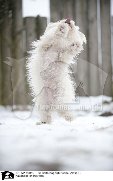 havanese shows trick / AP-10010