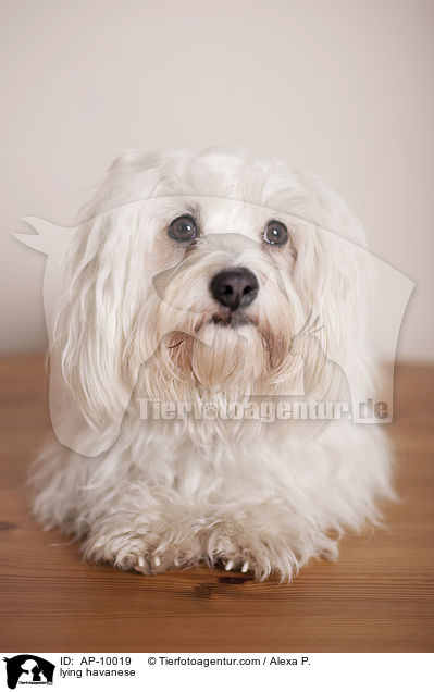 lying havanese / AP-10019