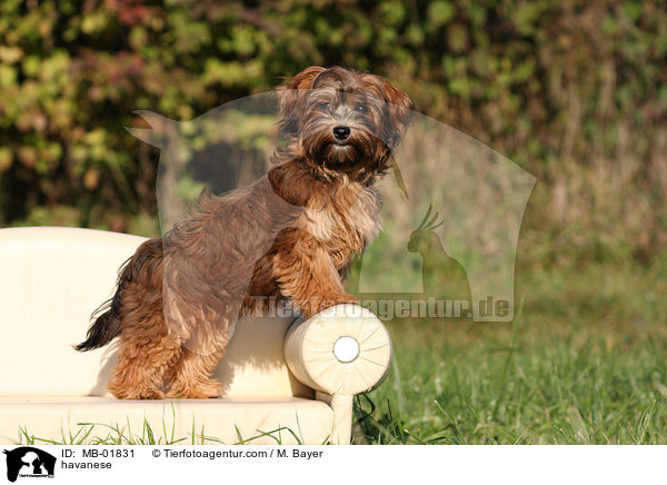 havanese / MB-01831