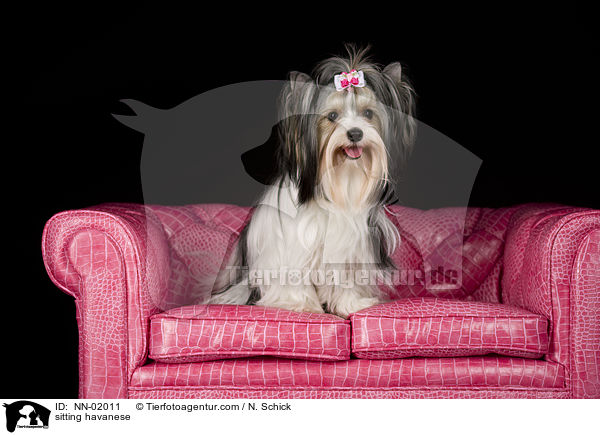 sitting havanese / NN-02011