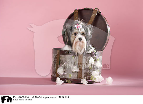 havanese portrait / NN-02014