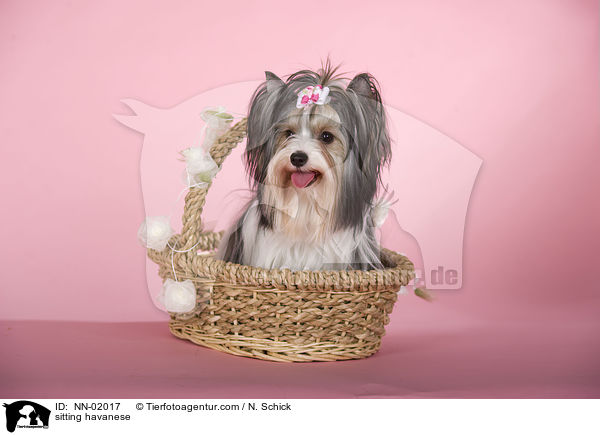 sitting havanese / NN-02017