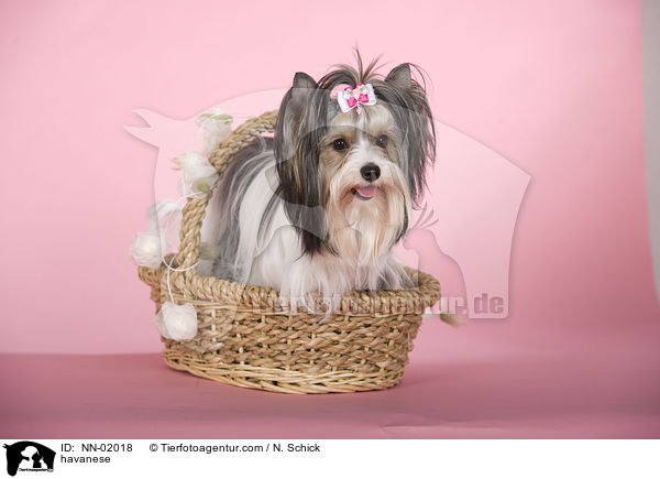 havanese / NN-02018