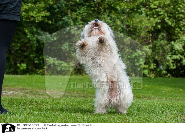 havanese shows trick / SST-10623