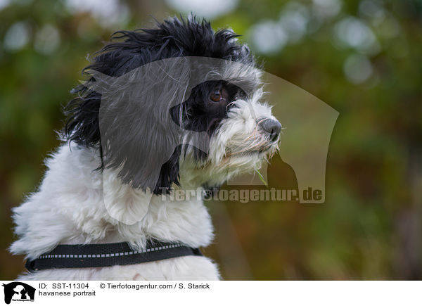 havanese portrait / SST-11304