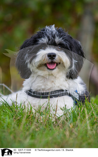 lying havanese / SST-11306