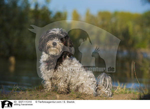 sitting havanese / SST-11310