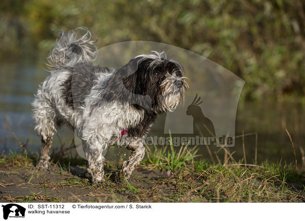 walking havanese / SST-11312