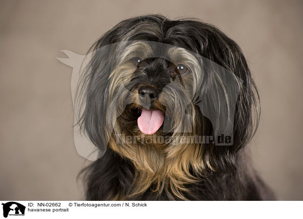 havanese portrait / NN-02662