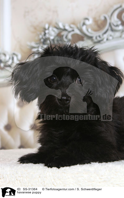 havanese puppy / SS-31364