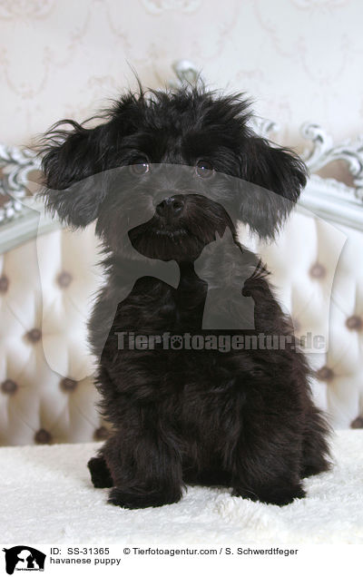 havanese puppy / SS-31365
