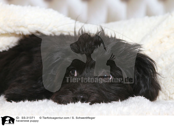havanese puppy / SS-31371