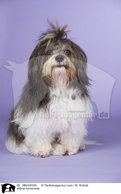 sitting havanese / NN-04036