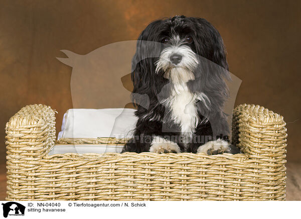 sitting havanese / NN-04040