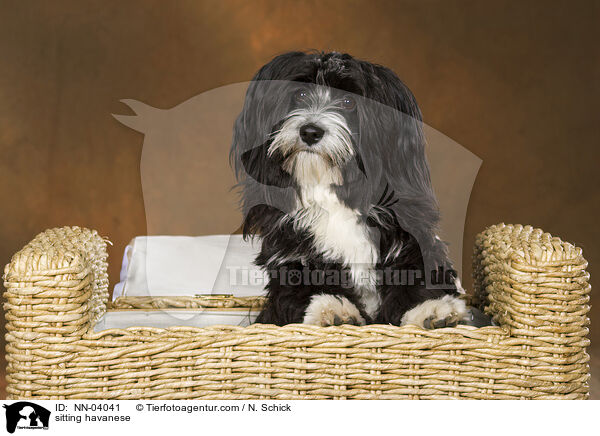 sitting havanese / NN-04041