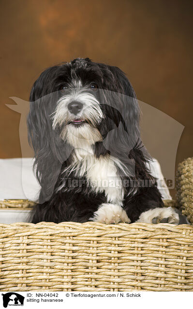 sitting havanese / NN-04042