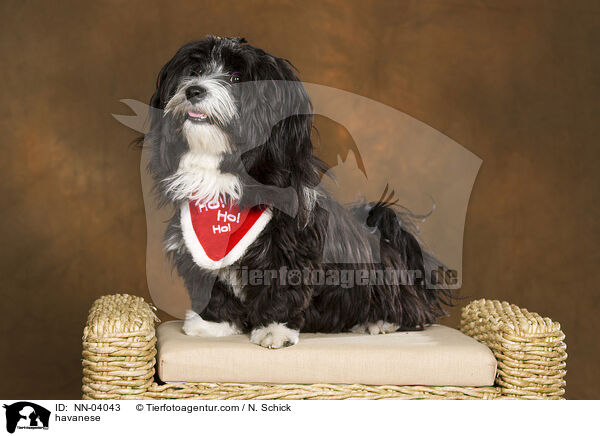 havanese / NN-04043