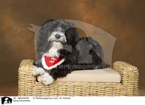 lying havanese / NN-04044