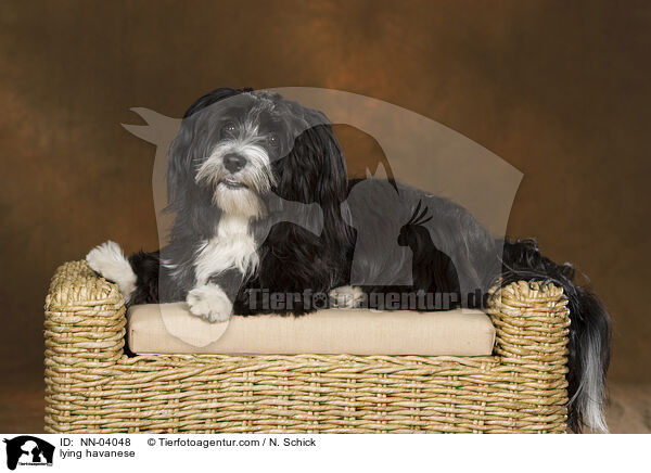 lying havanese / NN-04048