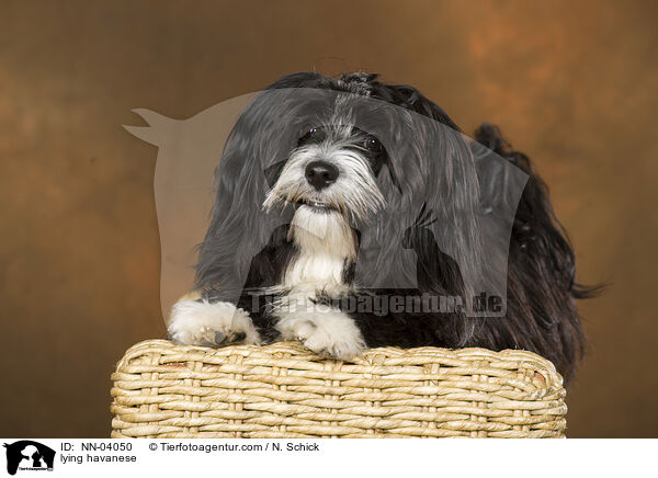 lying havanese / NN-04050