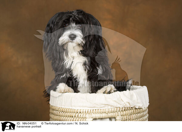havanese portrait / NN-04051