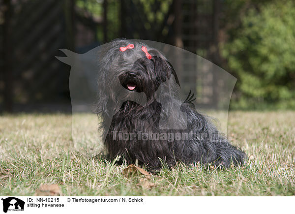 sitting havanese / NN-10215