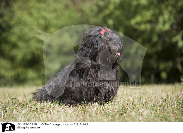sitting havanese / NN-10216