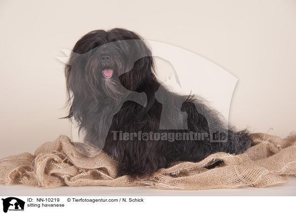 sitting havanese / NN-10219