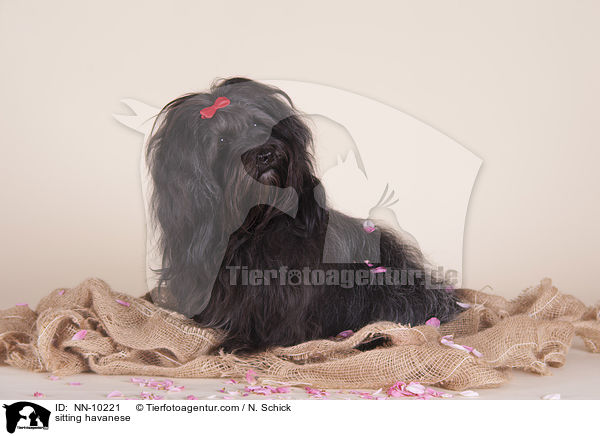 sitting havanese / NN-10221