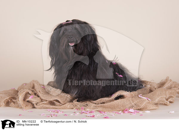 sitting havanese / NN-10222