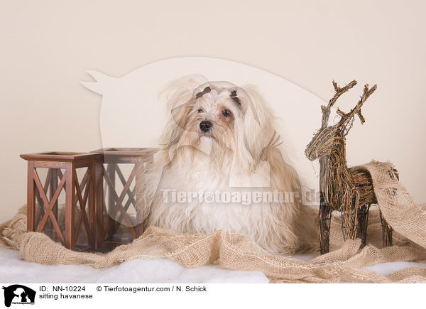 sitting havanese / NN-10224