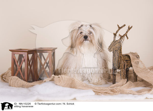 sitting havanese / NN-10226