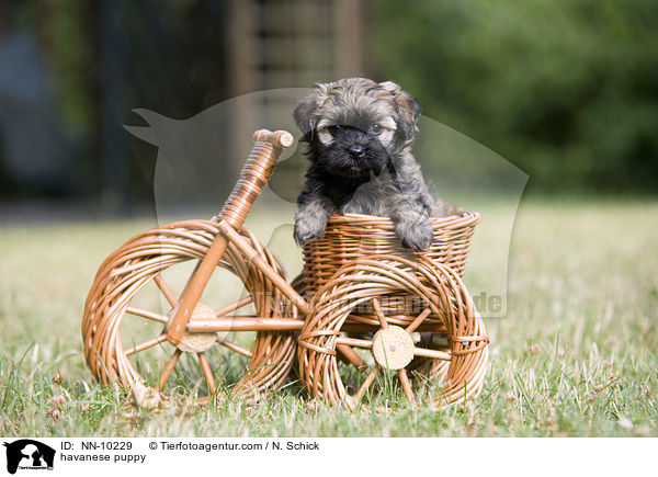 havanese puppy / NN-10229