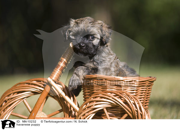 havanese puppy / NN-10232