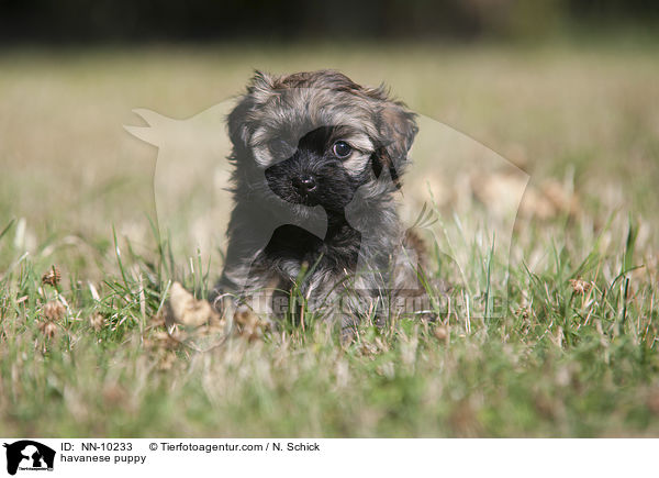 havanese puppy / NN-10233
