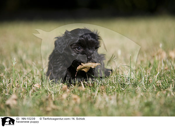 havanese puppy / NN-10239