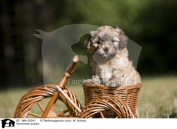 havanese puppy / NN-10241