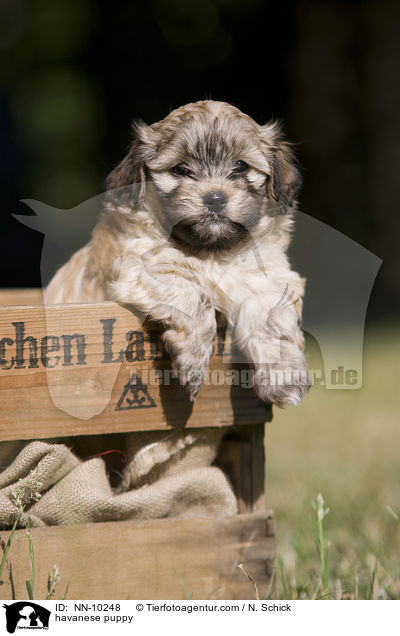 havanese puppy / NN-10248