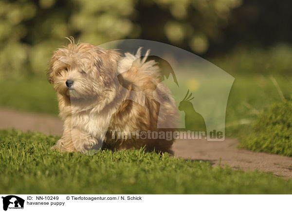 havanese puppy / NN-10249