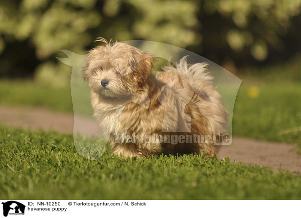 havanese puppy / NN-10250