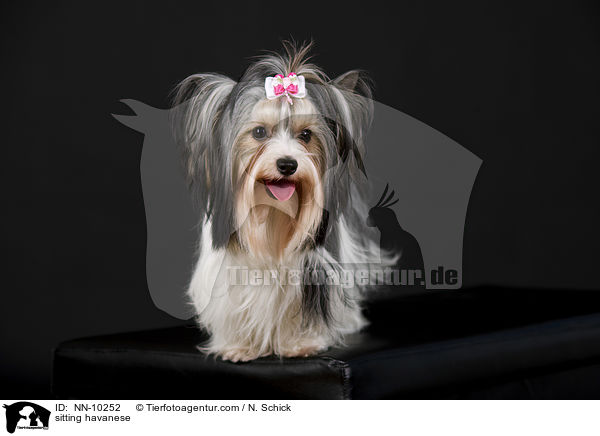 sitting havanese / NN-10252