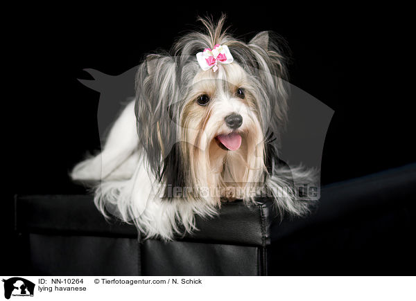 lying havanese / NN-10264