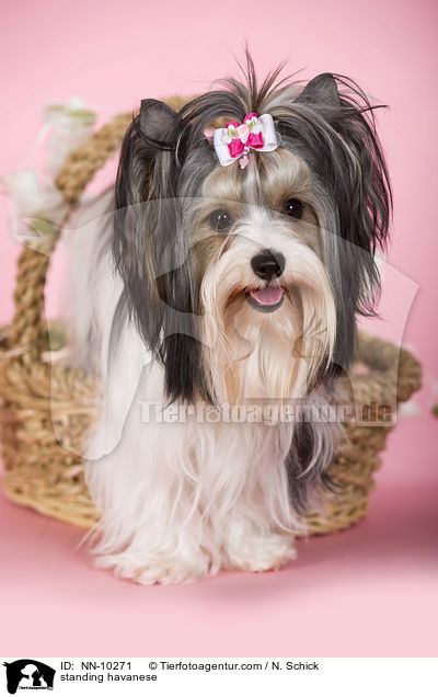 standing havanese / NN-10271