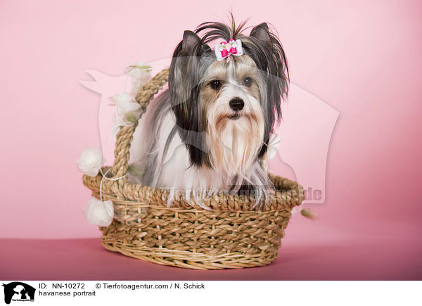 havanese portrait / NN-10272