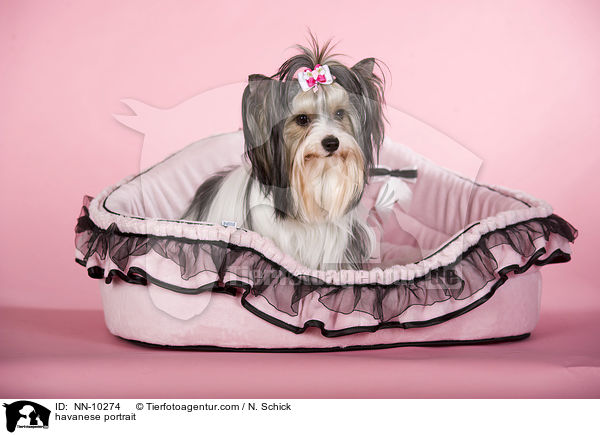 havanese portrait / NN-10274